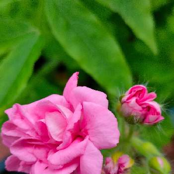 GS3年生の画像 by 黒ねこさん | 玄関とGSの繋がりに感謝♡とGS3年生とはなのある暮らしとピンク色の花と平和な日々を願いとバラ咲きゼラニュームと黒にゃんこ隊