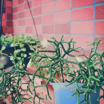  リプサリスの画像 by あやさん | バルコニー/ベランダと リプサリスと幸せ♡と観葉植物と植物のある暮らしと癒しとリプサリス属と白い花