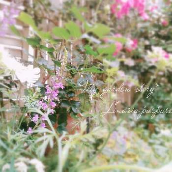 咲いてくれてありがとう❤の画像 by ✿yuri✿さん | 小さな庭と咲いてくれてありがとう❤と半日陰とリナリア♡とナチュラルガーデンとおうち園芸と小さな庭♡