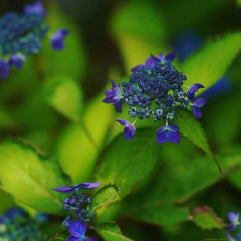 アジサイ,ヤマアジサイ 藍姫,紫陽花,開花,美しき青きドヨウの画像