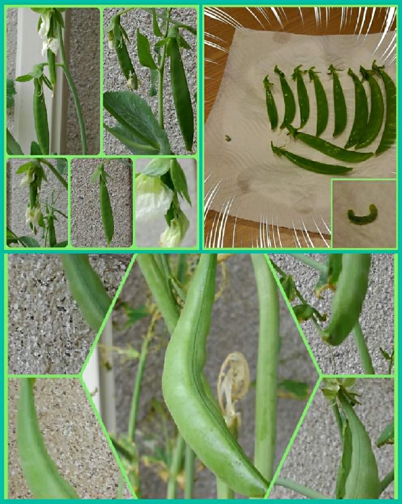 スナップエンドウ Greensnap グリーンスナップ