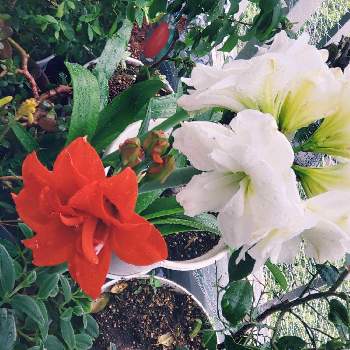 大輪の花の画像 by りすさん | バルコニー/ベランダとアマリリスと大輪の花