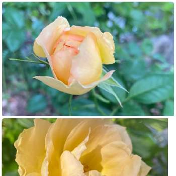 地植えの薔薇の画像 by クッキーママさん | 薔薇　パオロ　ペイローネとうちの庭と地植えの薔薇とGSのみなさんに感謝❤と花に癒されると花のある暮らしとおうち園芸