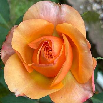 2022年5月に投稿した花の画像 by PT_yamahiroさん | 小さな庭とバラとスマホ撮影とオレンジ色の花と我が家の花達と花壇と2022年5月に投稿した花とアップ写真とフラワーとマイガーデンとGS映えと我が家の花壇とお花畑    と我が家の庭と君も花が好きなのかと花好きとガーデニングと花のある暮らしとお花とお花好き