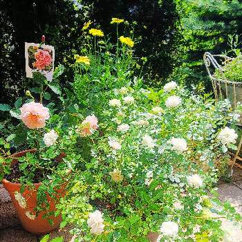 可愛いね♡の画像 by クッキーさん | 小さな庭とバラはいいなぁと薔薇・バラ・ばらとナチュラルガーデンに憧れてと薔薇 フェリシアと寄せ植えが好きとミニバラ  グリーンアイスと小さなお庭と可愛いね♡とコレオプシス♡