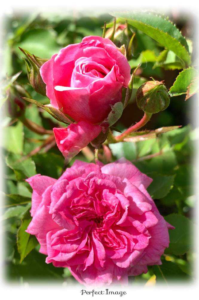 🪴鉢植えの薔薇🌹｜🍀GreenSnap（グリーンスナップ）