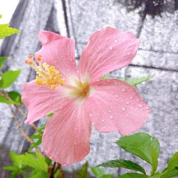 亜熱帯・熱帯植物の画像 by su-jimichiさん | 開花中と南国の花と亜熱帯・熱帯植物と沖縄と ハイビスカスとガーデニング
