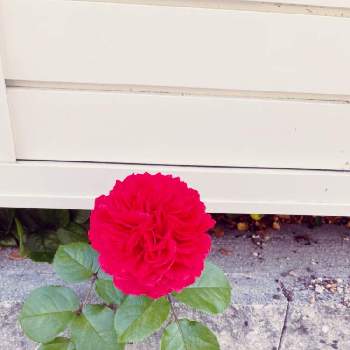 ばら 薔薇 バラの画像 by michelleさん | 小さな庭とレッドレオナルドダヴィンチとフェンスから脱走と幸せ♡とありがとう♡とバラ大好きとバラの季節とばら 薔薇 バラとバラを楽しむ