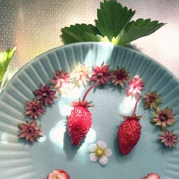 ワイルドストロベリー,イチゴ♡,野菜顔,あたしんち,植欲は台所からの画像