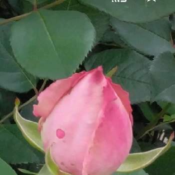 毎日がピンクの日の画像 by Yoshioさん | ミニバラとピンクワールドへようこそとピンクの花とピンクLOVEとピンクのバラ♡とピンク❤︎ピンクとピンク愛好会とピンク大好きと蕾応援団と乙女色クラブとかわいいと毎日がピンクの日