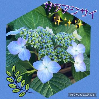 お庭のある暮らしの画像 by Smile kazuさん | お花大好き♡とお庭のお花とガクアジサイ✨とお花のある暮らしとお庭のある暮らしとアジサイ　紫陽花とお花が好き♡とお庭の花たちと花のある暮らしとお庭とお花