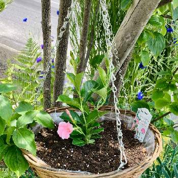 サンパラソルモニター2022の画像 by じゅんさんさん | 小さな庭とサンパラソル・ビューティーと植物男子とおうち園芸とハンギングとサンパラソルモニター2022とガーデニングと小さな小さな庭と花のある暮らしと花と生きるサントリー