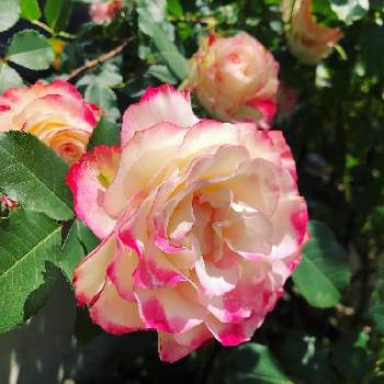 ジュビレ・デュ・プリンス・ドゥ・モナコの画像 by ララさん | 広い庭とジュビレ・デュ・プリンス・ドゥ・モナコとロザリアンとばら バラ 薔薇