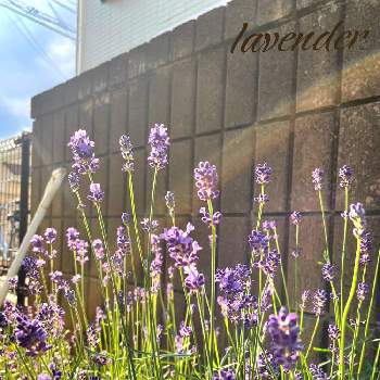 富良野ラベンダーの画像 by モカさん | 小さな庭と今日も笑顔で♡と世界平和とお庭のお花とありがとうと癒されると富良野ラベンダーと素敵な一日を✨と優しい気持ち