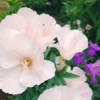丸くて可愛いの画像 by スイトピー好きさん | 小さな庭とゴテチアと沢山のお花と癒される♡と丸くて可愛いと春から夏の花と優しい色と花びらが可愛いと白系のお花