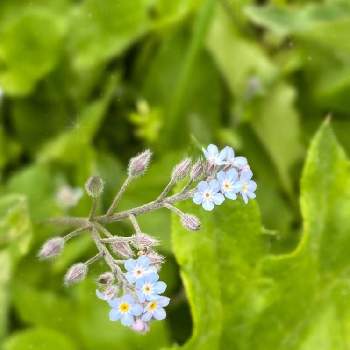 忘れな草 の投稿画像一覧 Greensnap グリーンスナップ