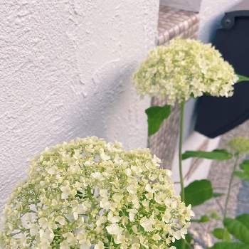 門柱周りの花壇の投稿画像一覧 Greensnap グリーンスナップ