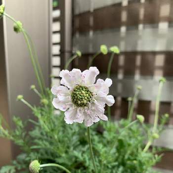 スカビオサ,もふもふ,耐寒性宿根草,白いお花,鉢植えの画像