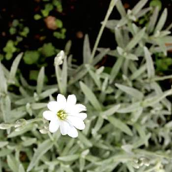 セラスチュームの画像 by suzunekokoさん | 小さな庭とセラスチュームと白い花と花のある暮らしと花いろいろとおうち園芸