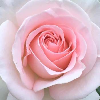 楽しい時間の画像 by たまさん | 毎日ピンクの日とばら バラ 薔薇とピンクの花とピンクLOVEと癒しとピンク❤︎ピンクと心ほっこりとピンクの日とピンク愛好会と元気もらえるとピンク大好きといつも心に太陽をとピンクのお花と蕾応援団とピンクワールドへ ようこそと乙女色クラブとかわいいと楽しい時間