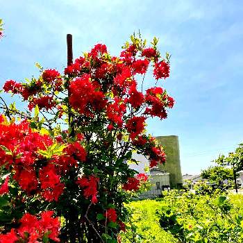 風が強いの画像 by ぴょんさん | ツツジとだいすきと赤い花❤と可愛い❤と綺麗なお花❤と近所の花と風が強いと鮮やか✨✨✨と好みの色と朝は冷えると花のある暮らしと散歩中
