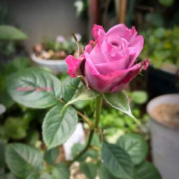5月の庭の画像 by namiさん | 小さな庭とミニ薔薇　あすなろブルーと5月の記録と緑のある暮らしと5月の庭と花のある暮らしと小さなお庭とミニ薔薇