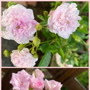 バラ咲きの画像 by eriさん | GSの繋がりに感謝♡とおうち園芸と冬梅之子とバラ咲きと花のある暮らしと山梨県とバラ・ミニバラ
