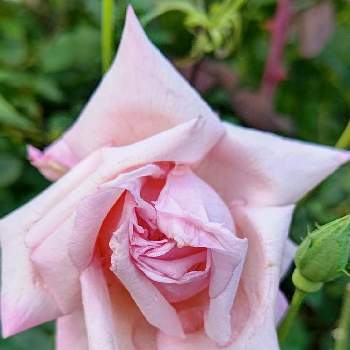 美しい薔薇の画像 by はっぴーさん | 小さな庭とばら バラ 薔薇とバラ大好きときれいなお花と美しい薔薇とお花に癒される日々とかわいいとブライアン フレイディル ピンク ティーと綺麗なお庭にしたいとかわいいお花