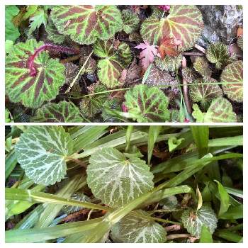 ハルユキノシタの投稿画像一覧 Greensnap グリーンスナップ ハルユキノシタの投稿画像一覧 Greensnap グリーンスナップ