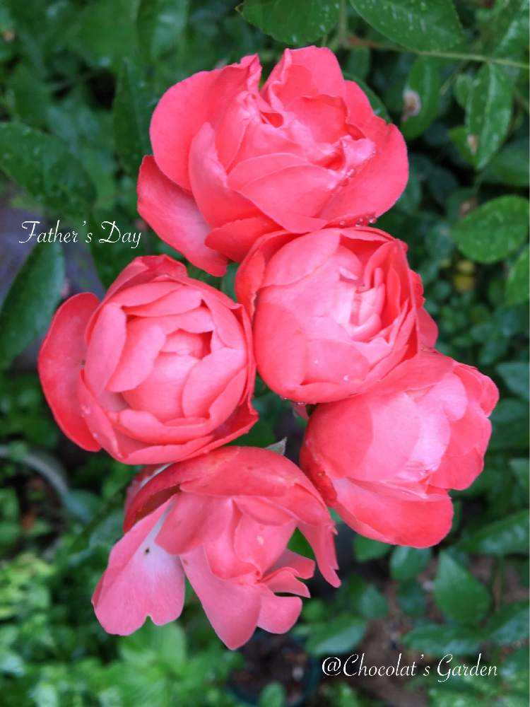 Chocolat's Garden 2022年春のバラ🌹｜🍀GreenSnap（グリーン