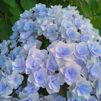 お花に癒されての画像 by こぶたさん | 紫陽花 アジサイ あじさいと水色の花とお花に癒されてとおうち園芸と鉢植え