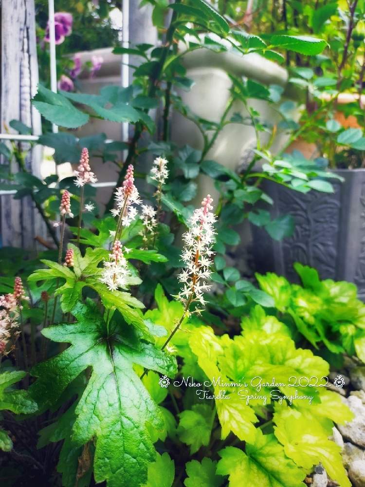 Tiarella Spring Symphony ﾃｨｱﾚｱ ｽﾌﾟﾘﾝｸﾞｼﾝﾌｫﾆｰ の投稿画像 By 猫みんみさん 広い庭とみどりのある暮らしとスマホ撮影と植物のある暮らしとティアレアの花とso Cute とガーデニング初心者と花のある暮らしとみどりのある暮らしとスマホ撮影と植物のある暮らし