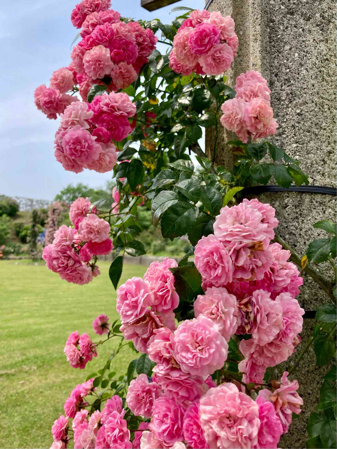 薔薇を満喫🌹かのやばら園 薔薇編｜🍀GreenSnap（グリーンスナップ）