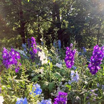 念願の♡の画像 by れいちるさん | お出かけ先とデルフィニウムとお気に入りと私の癒しと青い花と国営武蔵丘陵森林公園と紫の花と念願の♡と花の群生地フォトコン