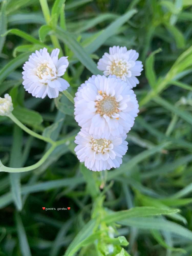 アキレア ノブレッサの投稿画像 By ごんたさん オオバナノコギリソウと小さな庭とおうち園芸と 花のある暮らしとおうち園芸と 花のある暮らし 22月5月28日 Greensnap グリーンスナップ Greensnap グリーンスナップ