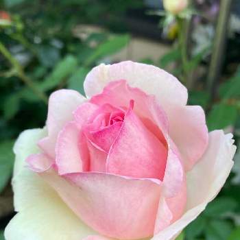 繋がりに感謝✨の画像 by あずままさん | 小さな庭とピンク ぴんく Pinkとばら バラ 薔薇とピンクの花とおしゃれな土曜日♪とすてき…♡と新人さんと可愛い〜♡と素敵な出会いに感謝と2022愛しのmy roseと癒し…♡とチーム新潟とステキ発見！と繋がりに感謝✨