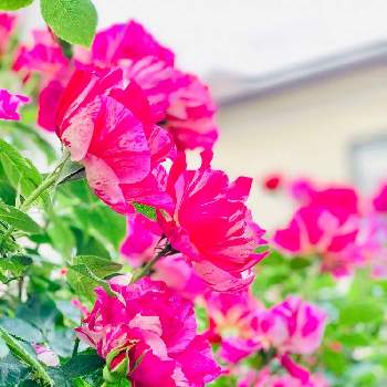 絞り模様の画像 by つきよみさん | 小さな庭と薔薇 ギーサヴォアと絞りのバラと庭の花と絞り模様とガーデニングと花のある暮らしと地植えと♡マイ♡ローズ♡ガーデン♡