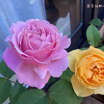 繋がりに感謝✨の画像 by あずままさん | 小さな庭とキャラメル アンティークとシャンテ ロゼ ミサトとばら バラ 薔薇とピンクの花とおしゃれな土曜日♪と毎日ローズショーとすてき…♡とバラ 鉢植えと可愛い〜♡と素敵な出会いに感謝と2022愛しのmy roseと癒し…♡とチーム新潟とステキ発見！と繋がりに感謝✨