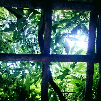 藤ふじの画像 by 心ほっと。。。さん | お出かけ先と木のある風景と陽の光りを浴びてと藤棚と藤ふじと希望と希望の光