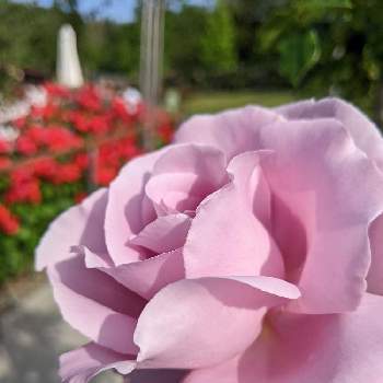 清々しい景色の画像 by はーちゃんさん | お出かけ先とピンクの花と可愛い❤とピンクと清々しい景色と元気に育ててますよと薔薇♪