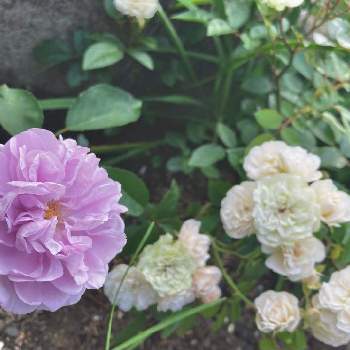 薔薇レイニーブルーの画像 by かぶとさん | 小さな庭とミニバラ グリーンアイスと薔薇レイニーブルー
