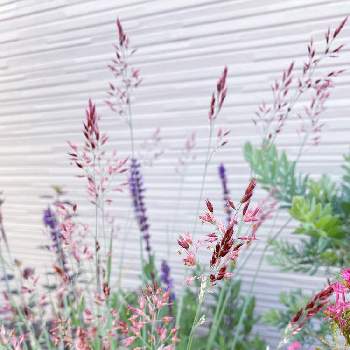メリニス サバンナの画像 by わっちぱな！さん | バルコニー/ベランダとメリニス サバンナと植物男子とピンクの花とグラス類と小花とグラス好き✨と乙庭