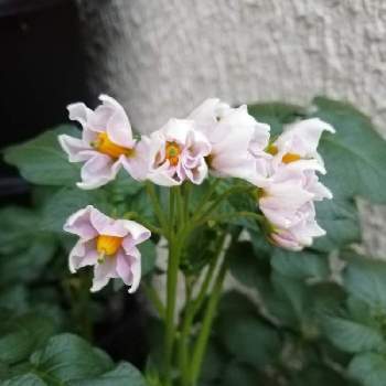 ジャガイモの花の画像 by おいしいおかゆさん | ジャガイモの花