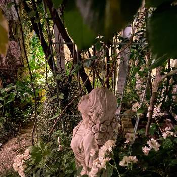 夜の庭の画像 by bluemouseearsさん | 小さな庭と花のある暮らしと夜の庭とワンダーデコール