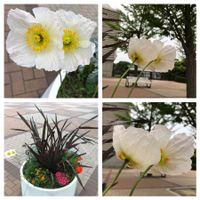 ポピー,ニューサイラン,インテックス大阪の画像