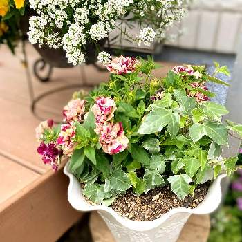 お庭遊びの画像 by mi-koさん | ヘデラと八重咲きペチュニアと寄せ植えとウッドデッキとお庭遊びと今日の一枚と芝生の庭と可愛い鉢