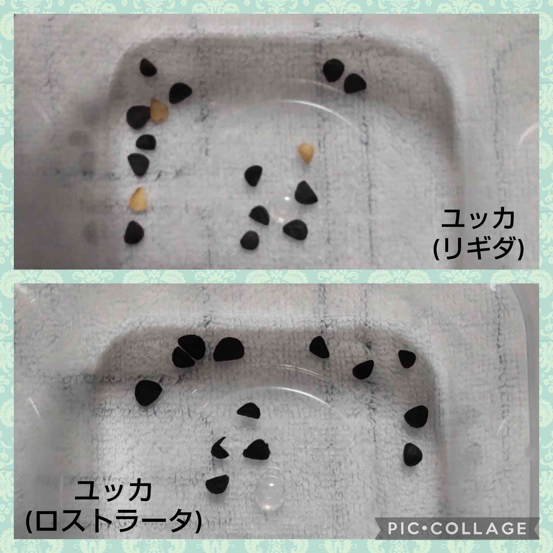 7月入荷 500粒+ ユッカ ロストラータ 種 種子 植物検疫証明書1310 2