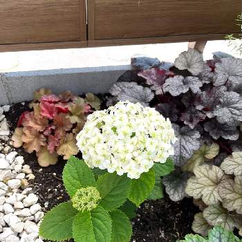 アナベル コンパクトの投稿画像一覧 Greensnap グリーンスナップ