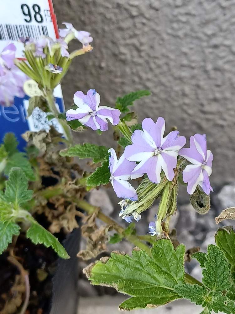 見切り品だったpwスーパーベナ アイストゥインクル Greensnap グリーンスナップ