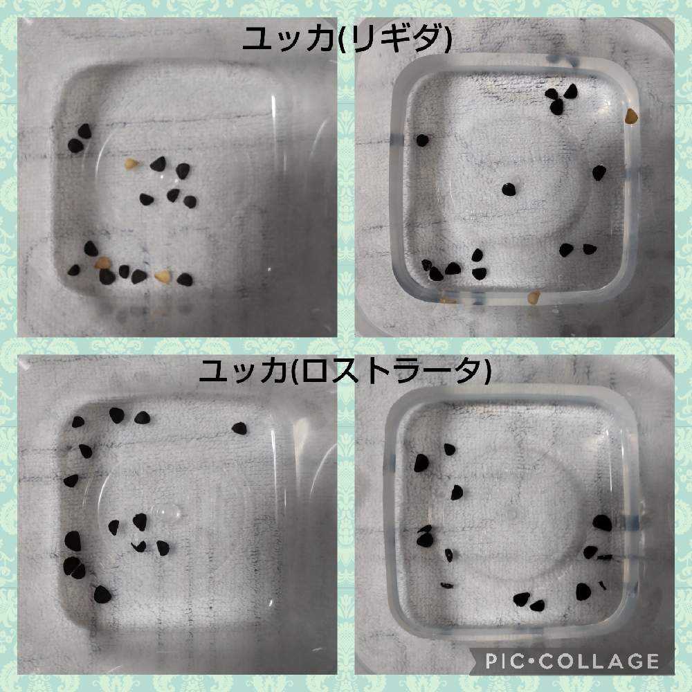 タネから始めるユッカ育成日記|🍀GreenSnap(グリーンスナップ) タネから始めるユッカ育成日記|🍀GreenSnap(グリーンスナップ)